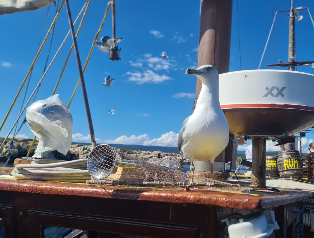 20250925_132406-1024x777 Wakacje w Chorwacji